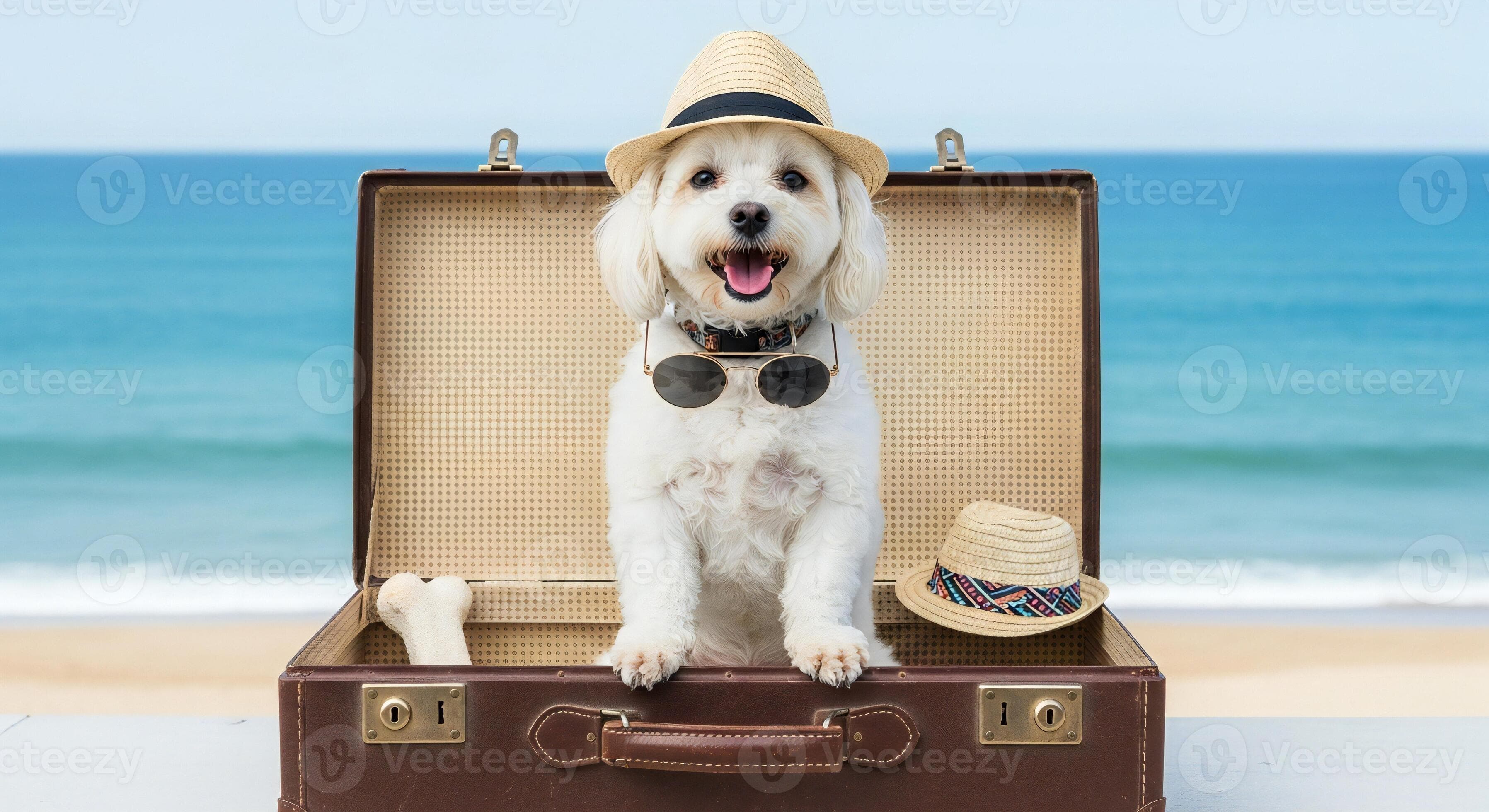 Dog background, Dog wallpaper, Happy white dog wearing sunglasses and hat sitting in an open suitcase on a beach